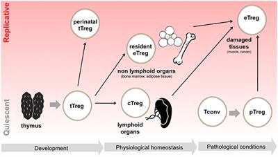 Immunometabolic Checkpoints of Treg Dynamics: Adaptation to Microenvironmental Opportunities and Challenges